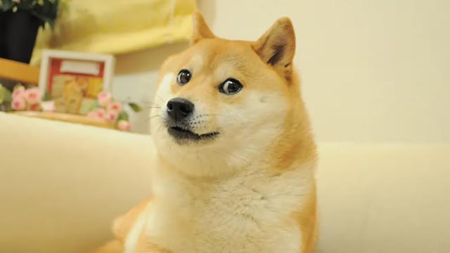 狗狗币原型柴犬Kabosu不敌病魔逝世　全球粉丝发文哀悼DOGE价格现震荡