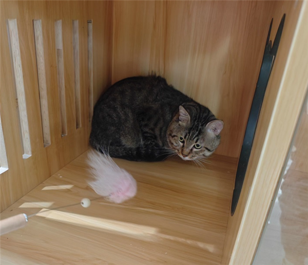 主人因欠钱3岁狸花猫被法拍