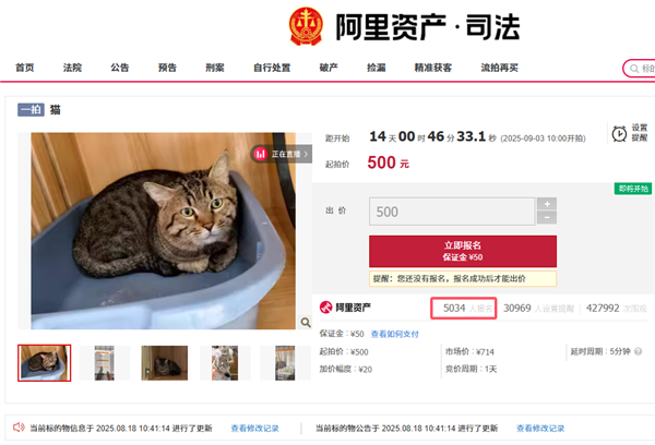 主人因欠钱3岁狸花猫被法拍