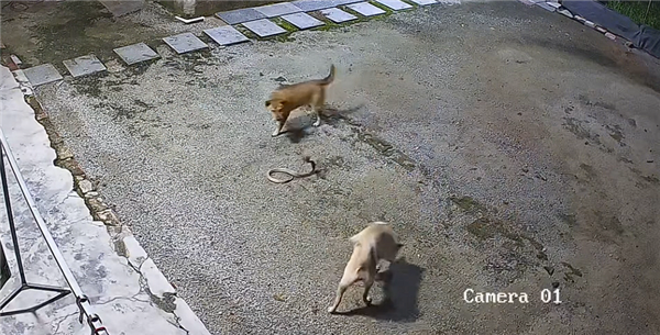 监控实拍:两狗智斗眼镜蛇,一佯攻一偷袭配合默契