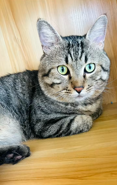 主人因欠钱3岁狸花猫被法拍