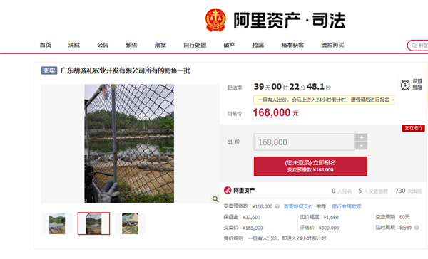 活鳄鱼上架阿里拍卖