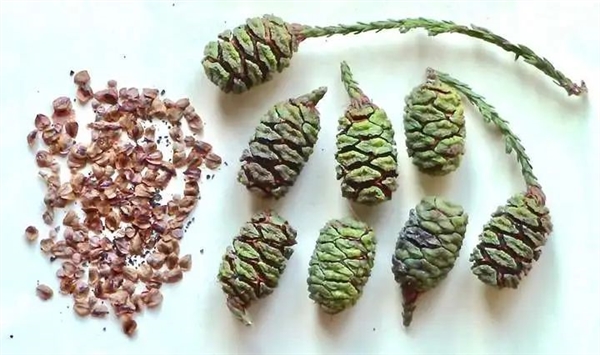 世界最高、最长寿的树：竟需要森林火灾才能更好繁衍生息