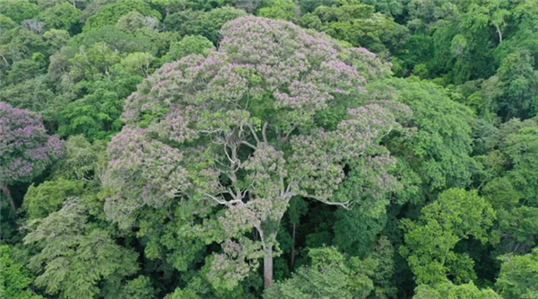 世界最高、最长寿的树：竟需要森林火灾才能更好繁衍生息