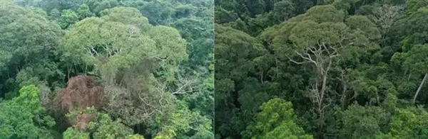 世界最高、最长寿的树：竟需要森林火灾才能更好繁衍生息