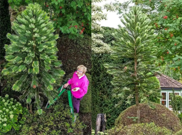 英国夫妇种植“史前摇钱树”产出首批种子