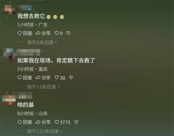 “青海一动物园狸花猫误入虎园被咬死