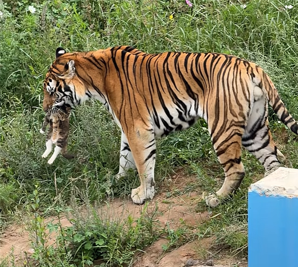 “青海一动物园狸花猫误入虎园被咬死