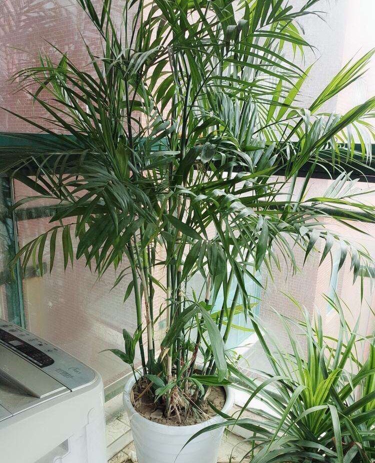 冬季养散尾葵的特别注意事项