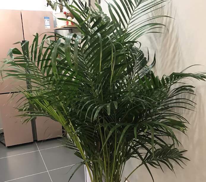 散尾葵叶片干枯的原因与对策