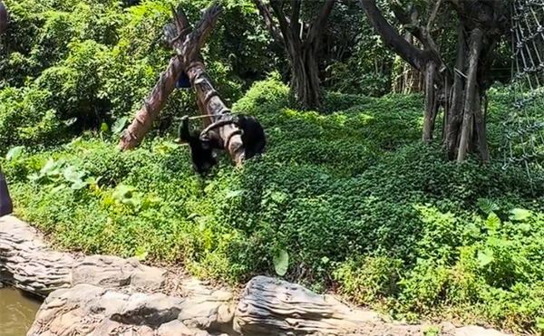 动物园黑猩猩暴打一只鸟被同伴劝阻