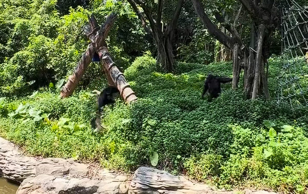 动物园黑猩猩暴打一只鸟被同伴劝阻