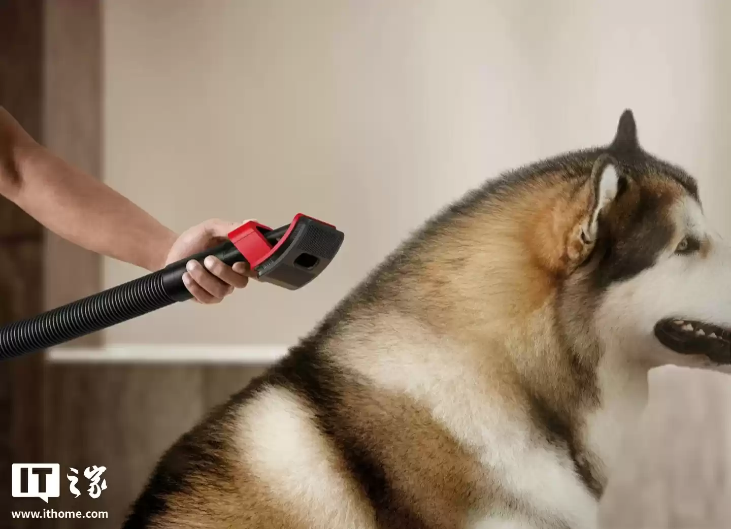 戴森推出 V16 Piston Animal 吸尘器:全新 900W 电机、干湿两用,可打理宠物毛发