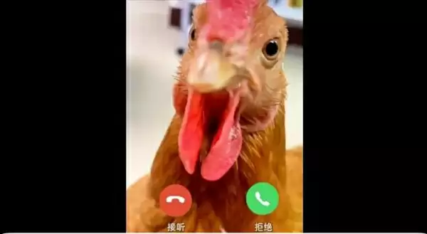 明天徐州队VS南京队 蚂蚁保和支付宝先干起来了 中国四大烧鸡将参战