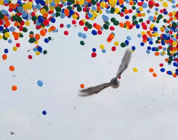 “和平鸽” 到底是什么鸽 它们靠什么能力顺利返回自己的家