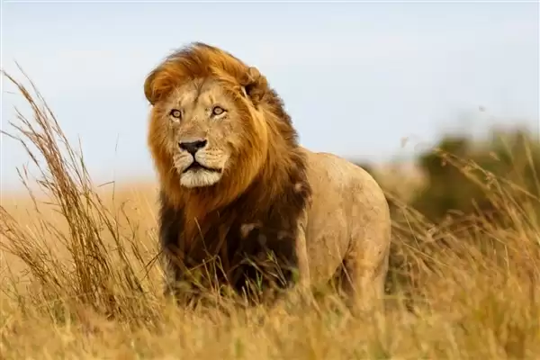 博物馆回应网红狮标本面容抽象:岁月侵蚀致面部变形