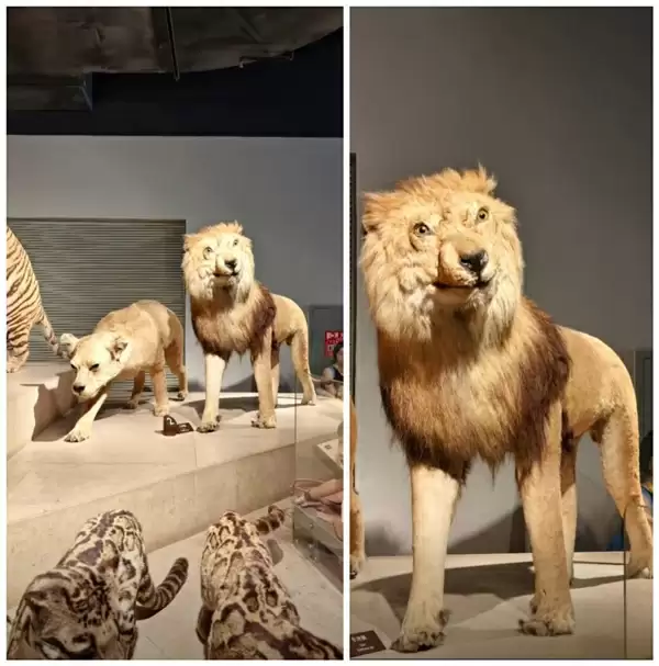 博物馆回应网红狮标本面容抽象:岁月侵蚀致面部变形