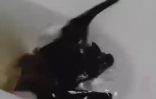 女子徒手抓蝙蝠不幸被咬伤手部肿胀 医生：需要打12针