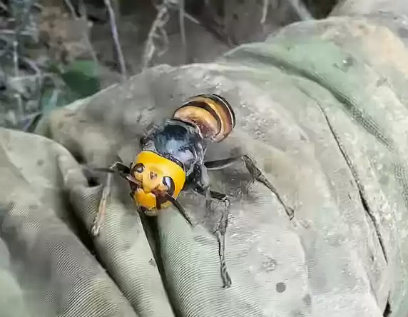 因户外寻蜂出名 网红瑶族建哥被马蜂蜇伤身亡