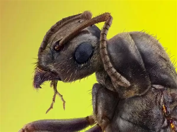 意想不到的新发现 这种蚂蚁会生下两个不同的物种 独一无二