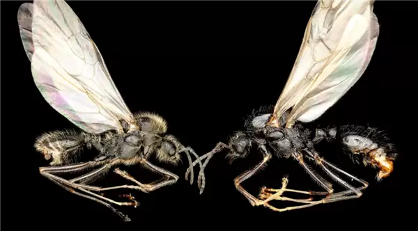 意想不到的新发现 这种蚂蚁会生下两个不同的物种 独一无二