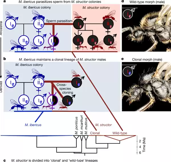 意想不到的新发现 这种蚂蚁会生下两个不同的物种 独一无二