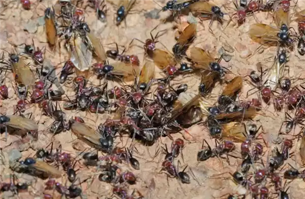 意想不到的新发现 这种蚂蚁会生下两个不同的物种 独一无二