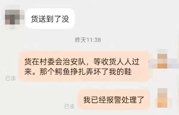 骑手称配送死鳄鱼:结果半路活了