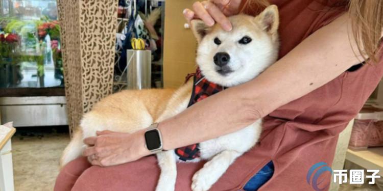 Doge主人新养柴犬Neiro霸占各公链Meme币榜！猫妹妹同名币GINNAN暴涨