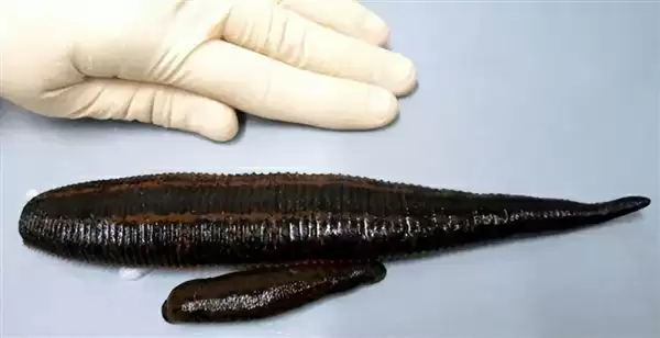 如果鸡吃了水蛭：它会寄生肠胃 长期吸血吗？