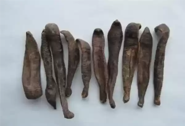 如果鸡吃了水蛭：它会寄生肠胃 长期吸血吗？