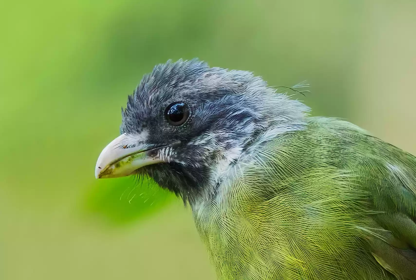 翎羽凝光 佳能EOS R5 Mark II生态摄影深度体验