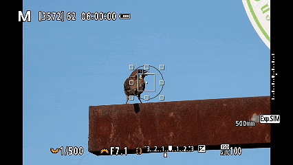 翎羽凝光 佳能EOS R5 Mark II生态摄影深度体验