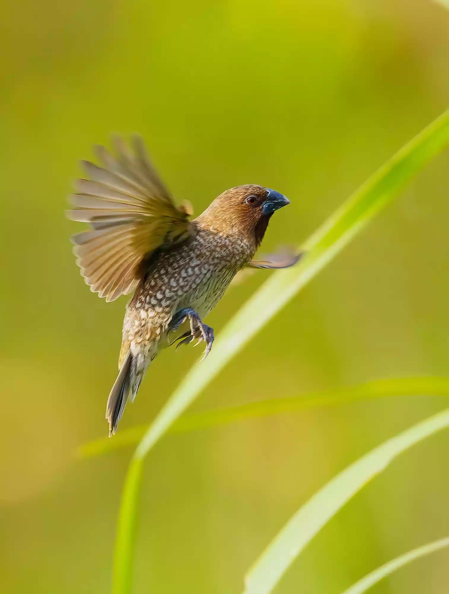 翎羽凝光 佳能EOS R5 Mark II生态摄影深度体验