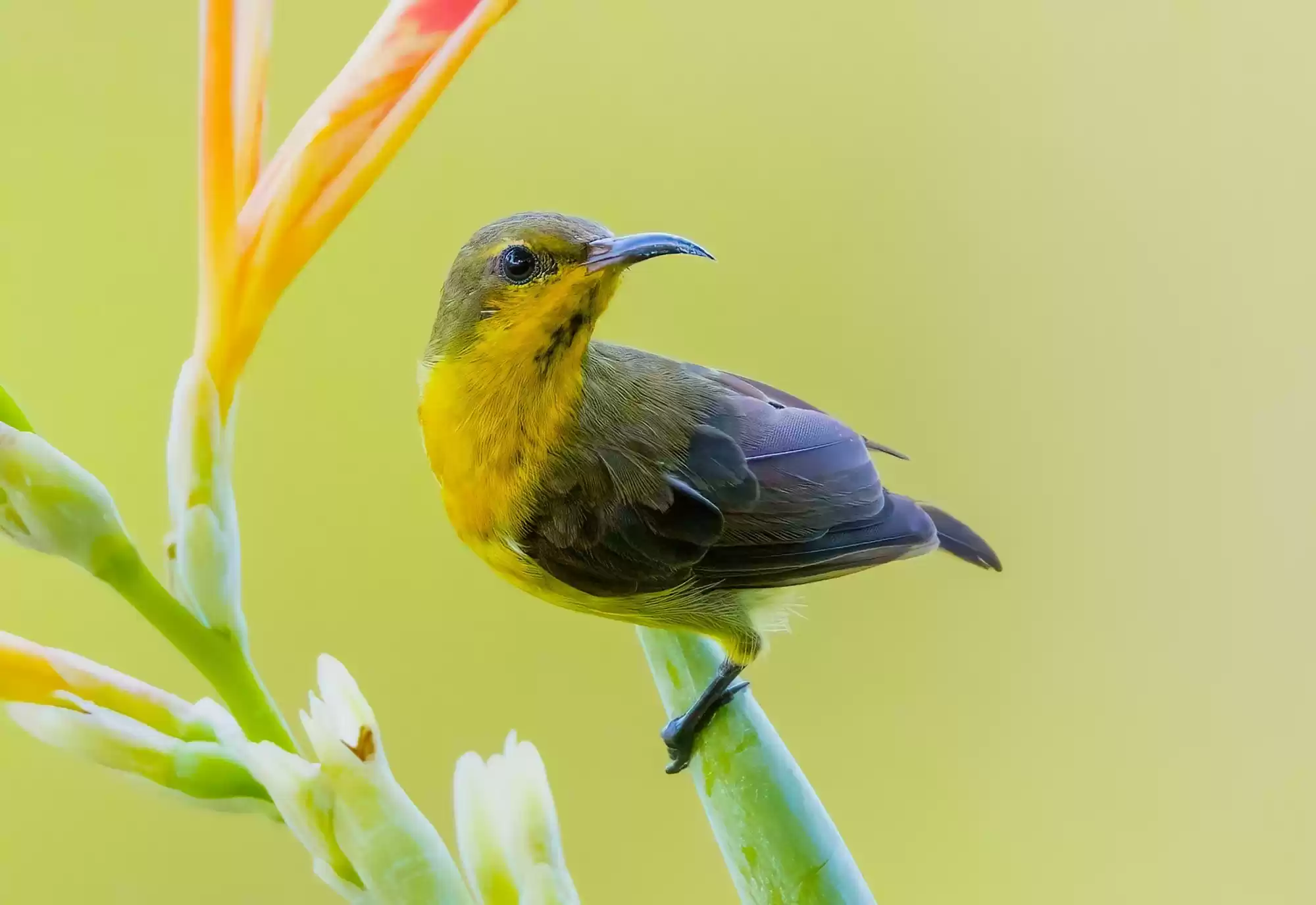 翎羽凝光 佳能EOS R5 Mark II生态摄影深度体验