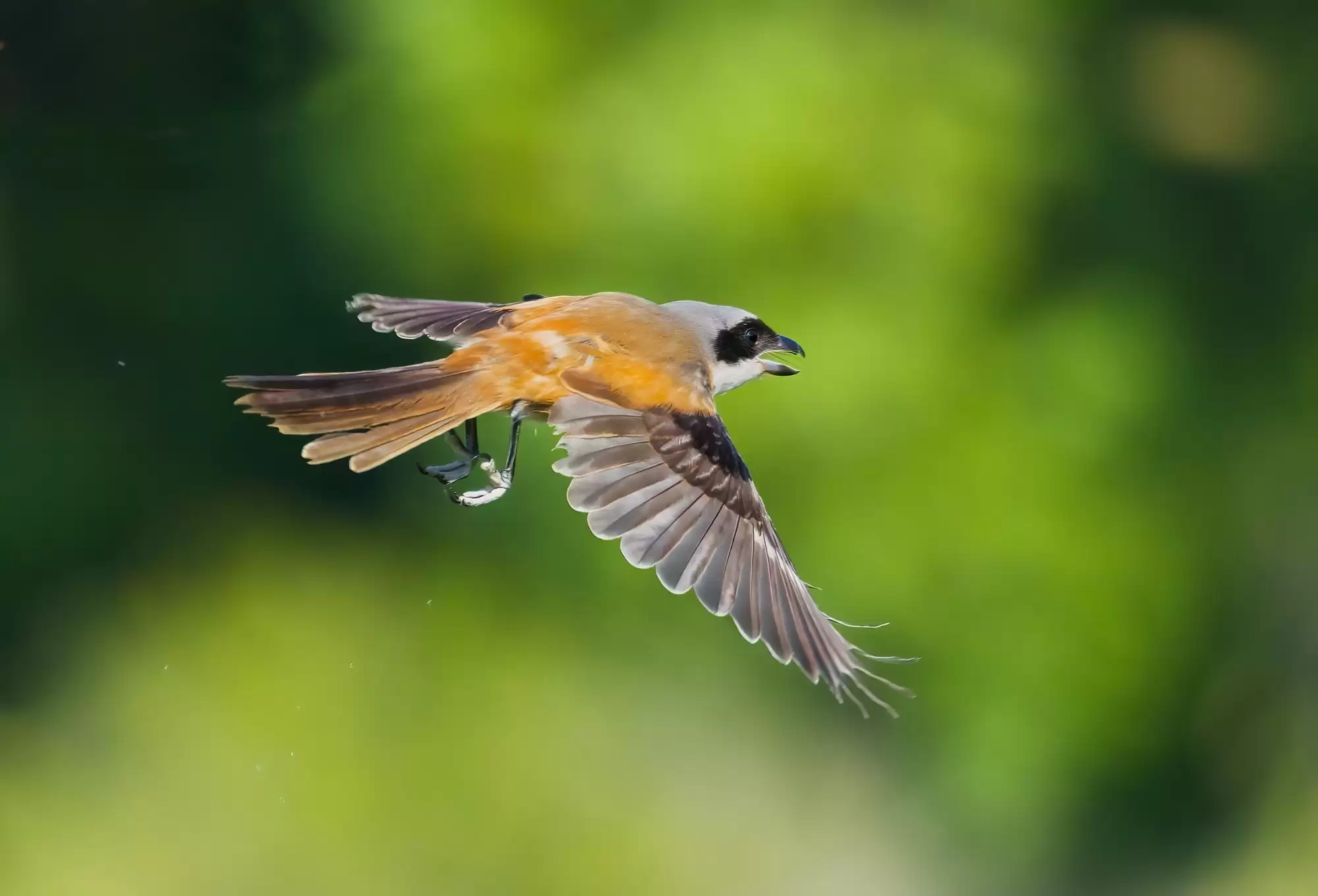 翎羽凝光 佳能EOS R5 Mark II生态摄影深度体验