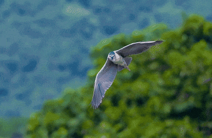 翎羽凝光 佳能EOS R5 Mark II生态摄影深度体验