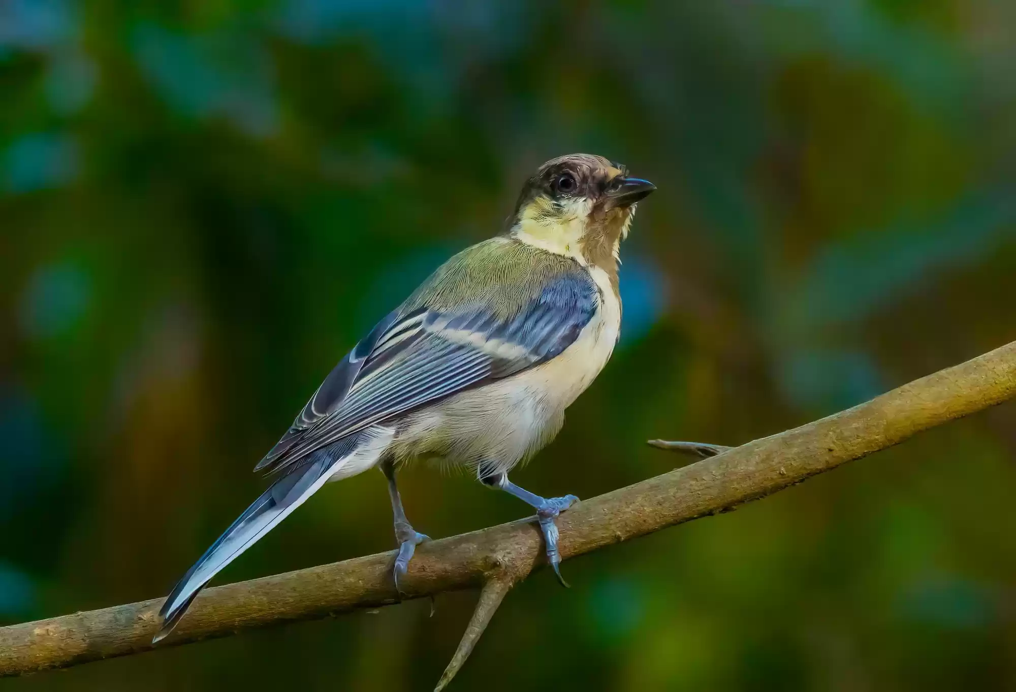 翎羽凝光 佳能EOS R5 Mark II生态摄影深度体验