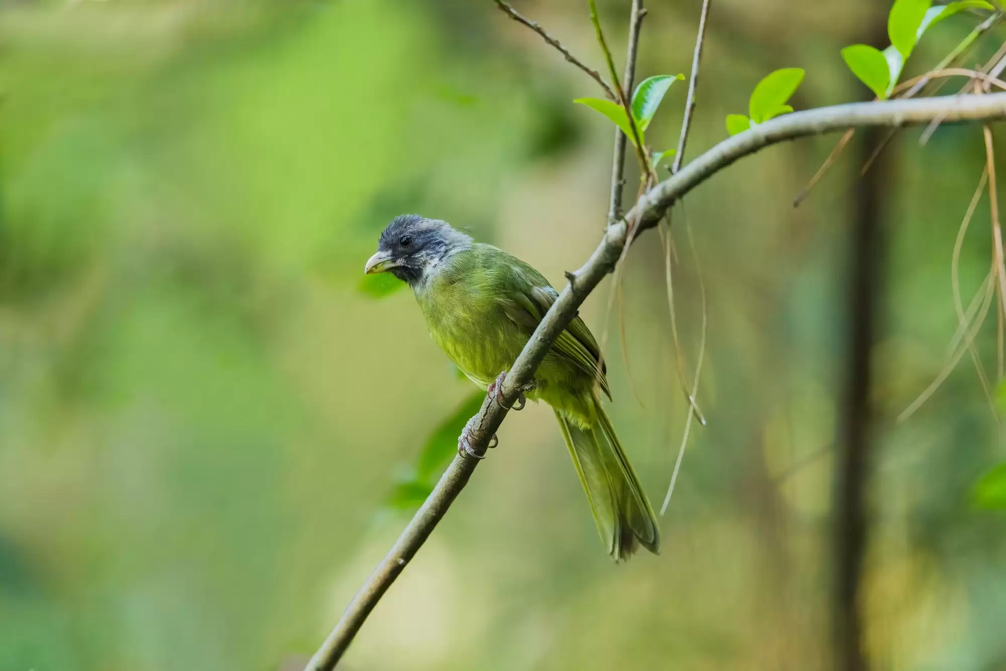 翎羽凝光 佳能EOS R5 Mark II生态摄影深度体验