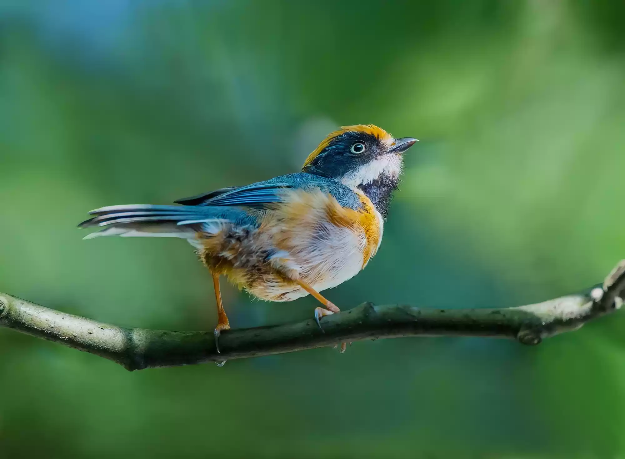 翎羽凝光 佳能EOS R5 Mark II生态摄影深度体验