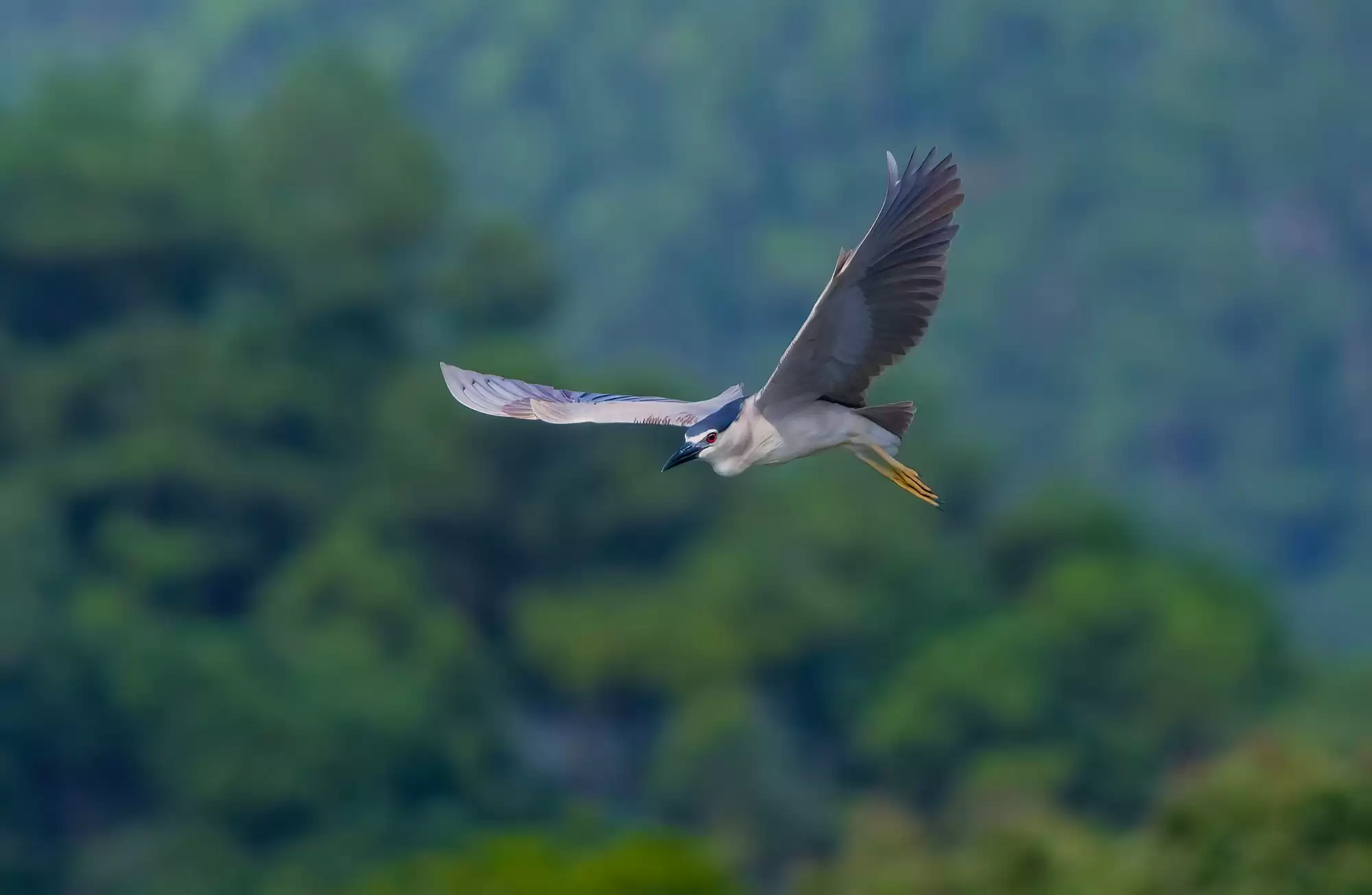 翎羽凝光 佳能EOS R5 Mark II生态摄影深度体验