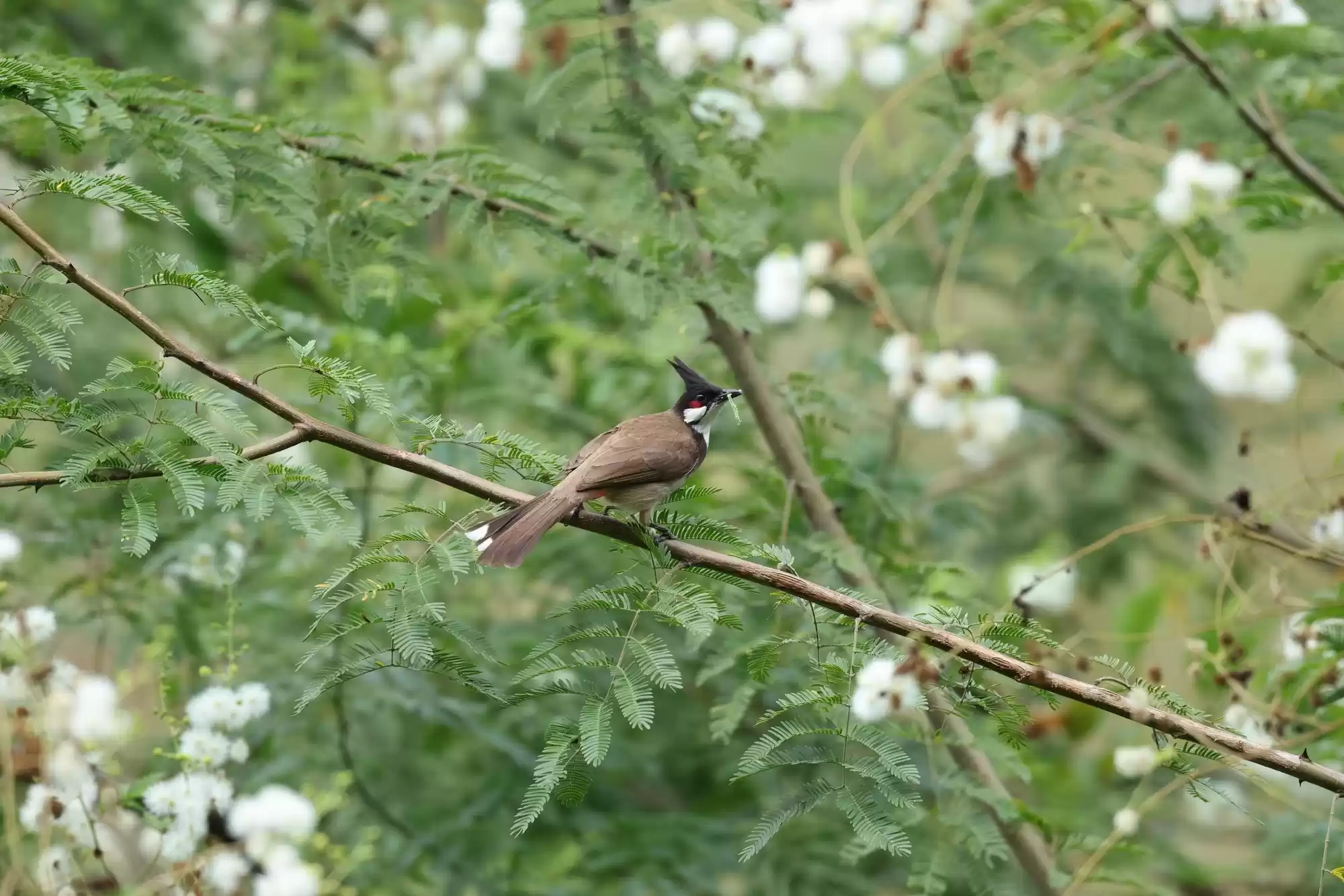 翎羽凝光 佳能EOS R5 Mark II生态摄影深度体验