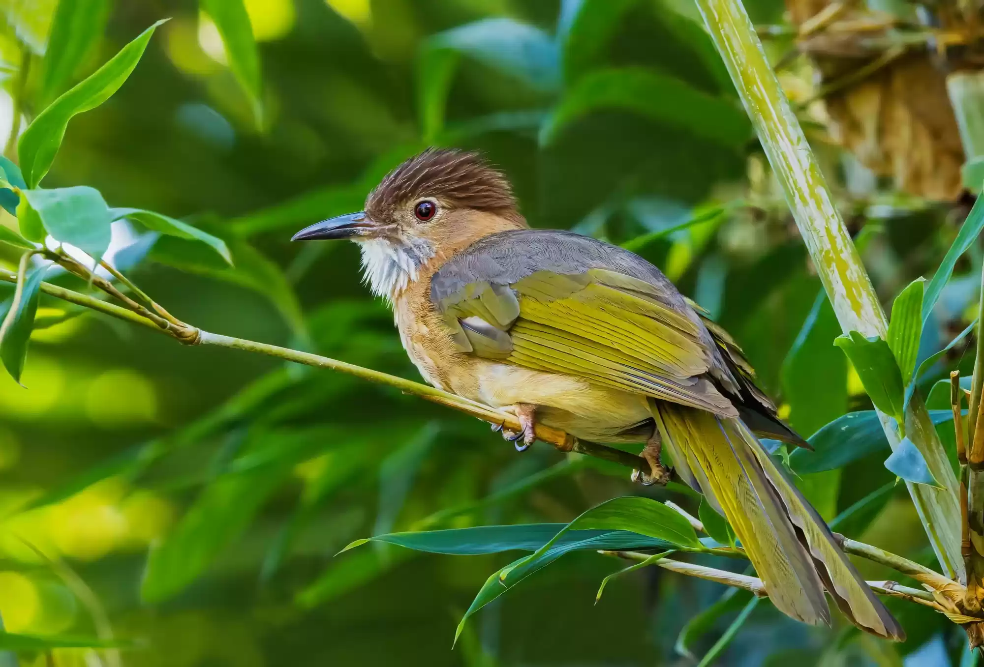 翎羽凝光 佳能EOS R5 Mark II生态摄影深度体验