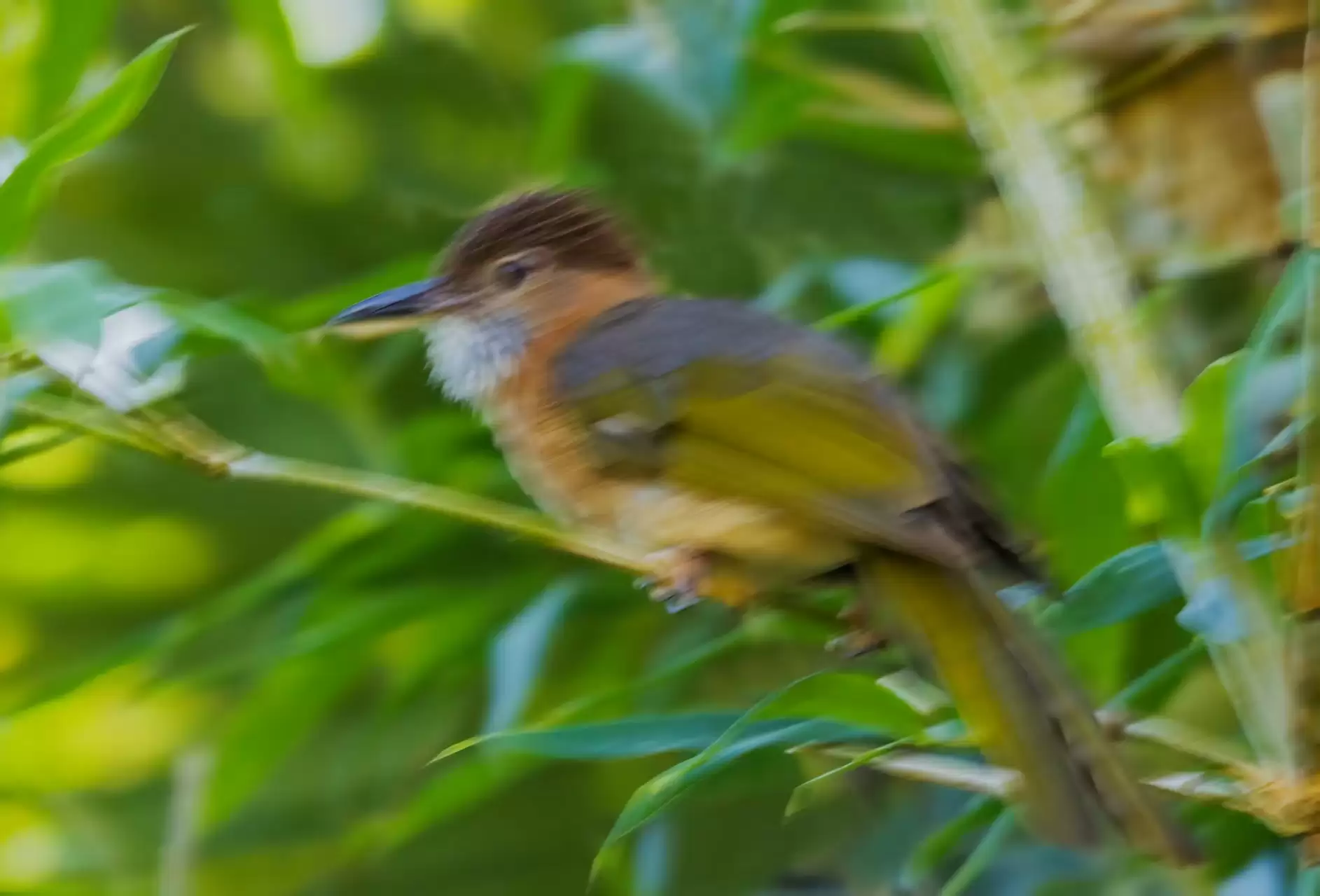 翎羽凝光 佳能EOS R5 Mark II生态摄影深度体验