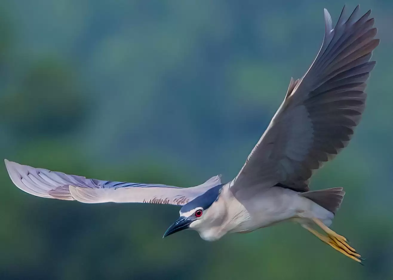 翎羽凝光 佳能EOS R5 Mark II生态摄影深度体验