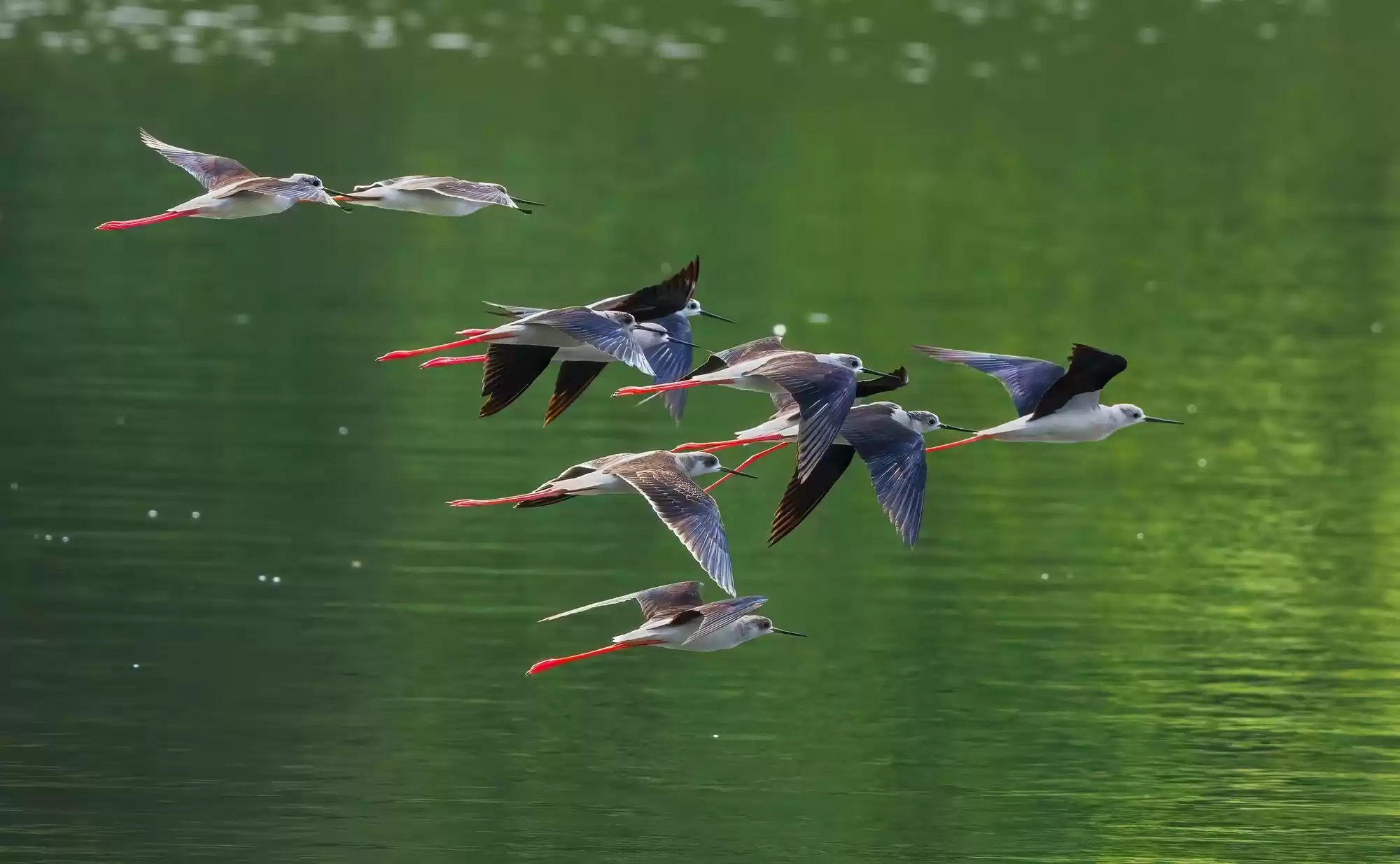 翎羽凝光 佳能EOS R5 Mark II生态摄影深度体验