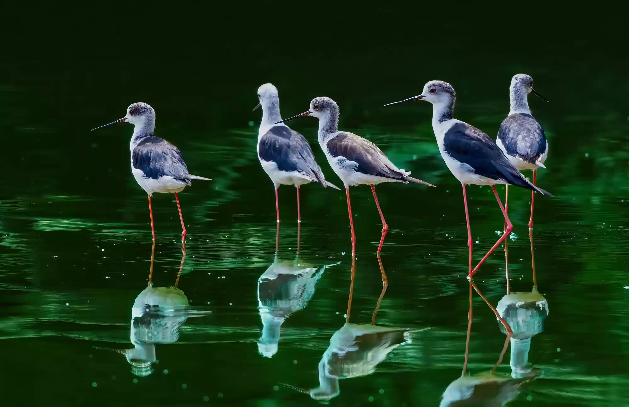 翎羽凝光 佳能EOS R5 Mark II生态摄影深度体验