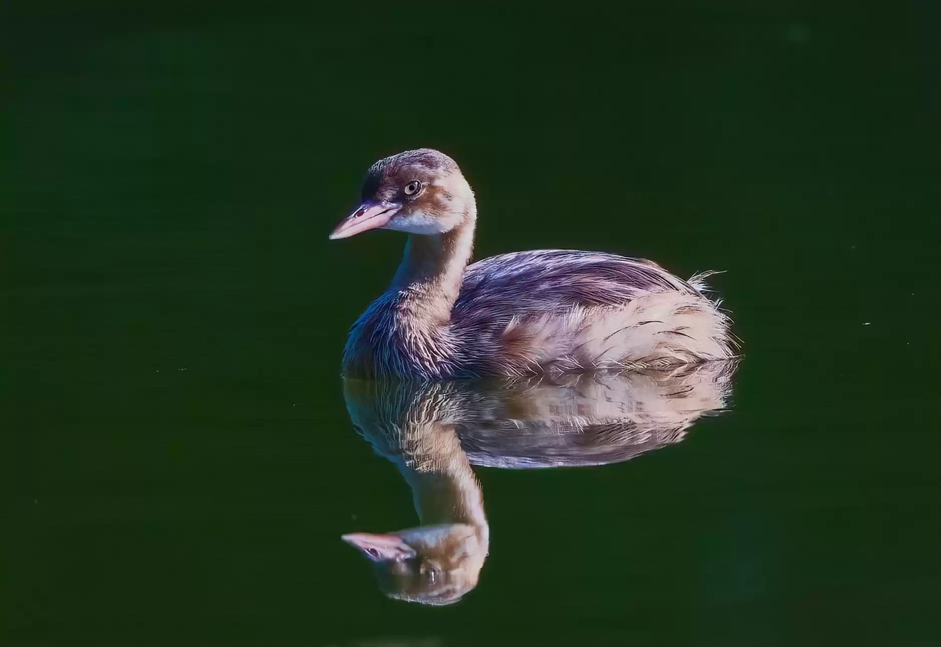 翎羽凝光 佳能EOS R5 Mark II生态摄影深度体验