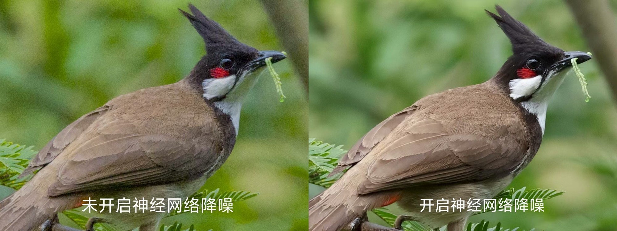 翎羽凝光 佳能EOS R5 Mark II生态摄影深度体验