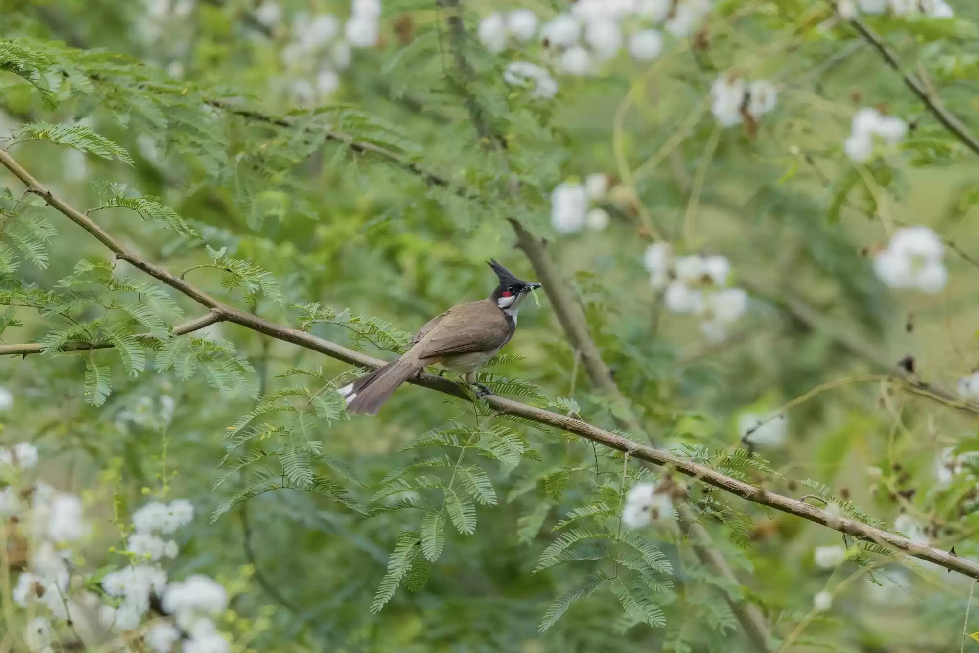 翎羽凝光 佳能EOS R5 Mark II生态摄影深度体验